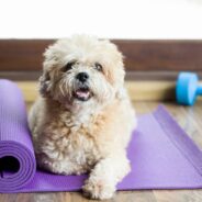 How to Make Sure Your Dog is Getting Enough Exercise