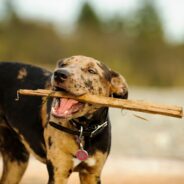 How to Train the Catahoula Leopard Dog