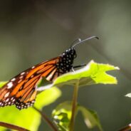 How You’ve Helped Us Protect Winter Habitat for Monarch Butterflies