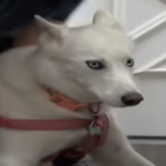 Husky Goes Viral At The Groomers For Having The Loudest Reaction To Getting A Bath