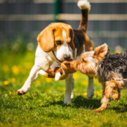 Invest in a Pet-Friendly Franchise That’s Revolutionizing Lawn Care!