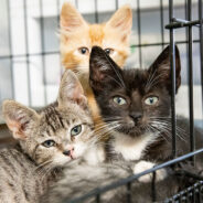 It’s Raining Cats and Kittens: How to Save More Feline Lives This Kitten Season