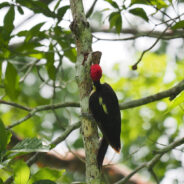 Ivory-billed Woodpecker to be Declared Extinct by US Fish and Wildlife Service