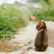 Kids’ “Hunting” Event for Feral Cats in New Zealand Called Off Over Backlash