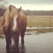 Lonely Horse Spends 17 Years In Solitary Until Finally Making A Friend