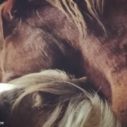 Lonely Rescue Horses Find The Friendship They Need At New York Sanctuary