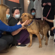 Longtime Shelter Dog Gives Sweet Kisses To Rescue Staff Before Finally Going Home