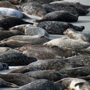 Male Sea Lions in California Pack on the Pounds & Get Stronger in Response to Climate Change