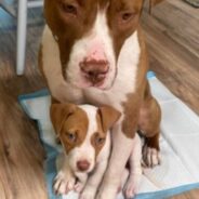 Mama Dog And Her Only Surviving Puppy Catch A Flight To Freedom Together