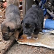 Mama Dog Reuniting with Her 4 Puppies Will Melt Your Heart