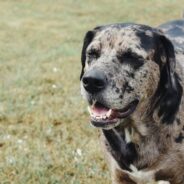 Man Drives Hours in a Snowstorm to Rescue Dog on Death Row