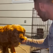 Man Rescues Abandoned Golden Retriever And Shows Her What It’s Like To Be Loved