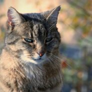 Man Who is ‘Terrified of Cats’ Falls in Love with a Stray