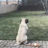 Mastiff Takes In New Backyard After Growing Up In A Small Apartment