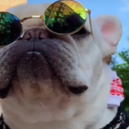 Meet ‘Tony Dawg’ – The French Bulldog That Loves To Skateboard