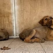 Months of Work Pays off When Frightened Puppies Begin To Trust People Again