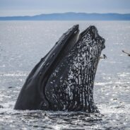 Moon, The Humpback Whale, Unbelievably Migrated Thousands of Miles Despite Spinal Injury