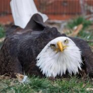 Murphy the Bald Eagle Has a Chick to Mentor After Trying to Hatch a Rock