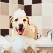 Natural Grooming Products—the Safe Choice for Your Dog