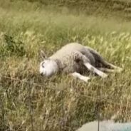 Netizens Couldn’t Help But Relate to This Video of a Lazy Sheep Lying and Eating Around