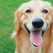 New App Helps Find Lost Dogs By Scanning Their Nose Prints