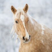 New Research Points to Native Americans Spreading Horses Across the West Before Europeans Arrived There