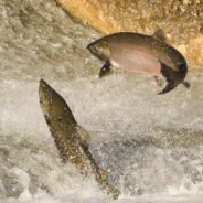 Pacific Fishery Management Council Urges Immediate Ban on Chinook Salmon Fishing to Save Dwindling Population