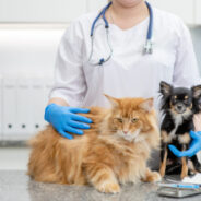 Pain-Free Diabetes Testing for Dogs and Cats