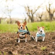 Paralyzed Rescue Dog, Notorious, and Her Blind Buddy, Shady, Prove that Rescue Pets Are Worth It