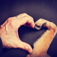 Pawsitively in Love: Understanding the 5 Love Languages of Dogs