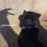 Persistent Rottweiler Attempts to Catch His Owner’s “Scary” Shadow