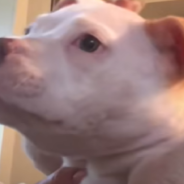 Pitbull Puppies Struggling With Swimmer Puppy Syndrome Overcome Obstacles And Learn To Walk