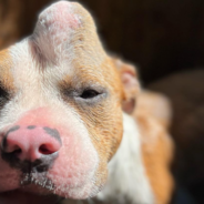 Pitbull With Massive Lump On Her Head Gets Rescued From Euthanasia