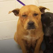 Pitbulls Form Sweet Bond At The Shelter To Comfort Each Other