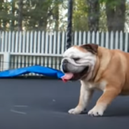 Playful Bulldog Has A Blast Jumping On A Trampoline