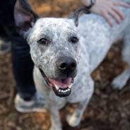 Pointer/Great Dane Mix Known as Cinnamon Wants to Spice Up Your Life