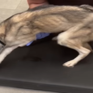 Police Find A Starving Husky Dumped In A Garbage Bag And Left To Die