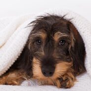 Protect Your Dog from Highly Contagious Dog Flu: Health Risks and Precautions