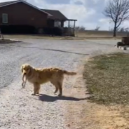 Proud Golden Retriever Brings Mom A 3-Foot Snake As A Gift