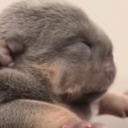 Puppy Born With Cleft Palate And Bad Eye Finds A Family Who Accepts Him