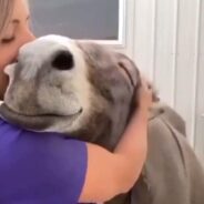 Redditors Gushed Over a Happy and Content Donkey Receiving Hugs from a Friend