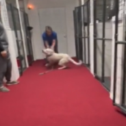 Rescue Dog Does “Zoomies” Of Joy When She’s Adopted From The Shelter