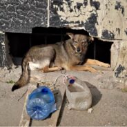 Rescue Group Feeds 100 Stray Dogs Daily, They Are NOT Invisible