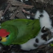 Rescue Parrot Mothers Tiny Abandoned Kittens