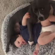 Rescue Pittie Lovingly Dots Over Baby Brother And Never Leaves His Side