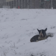 Rescuers Save Bull Terrier Found in the Snow along Michigan Highway