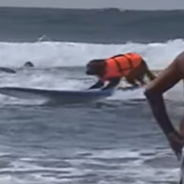 Ricochet The Surfing Therapy Dog Passed Away At The Age Of 15