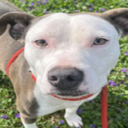 Sad Pit Bull Watches From Shelter As One Dog After Another Gets Adopted