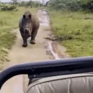 Safari Park Visitors Had a Heart-Racing Experience After a Rhinoceros Chased Their Jeep