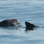 Saving the Vaquita: Mexico Must Take Action to Preserve this Endangered Species